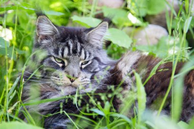 Genç bir kedi yeşil çimlerin üzerinde yatıyor. Yatay olarak. Dikey olarak..
