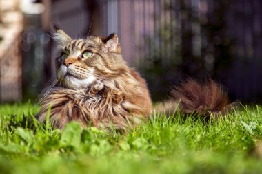 Genç bir kedi yeşil çimlerin üzerinde yatıyor. Yatay olarak. Dikey olarak..