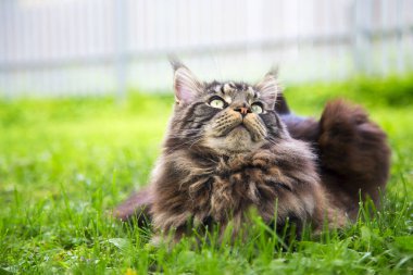 Genç bir kedi yeşil çimlerin üzerinde yatıyor. Yatay olarak. Dikey olarak..