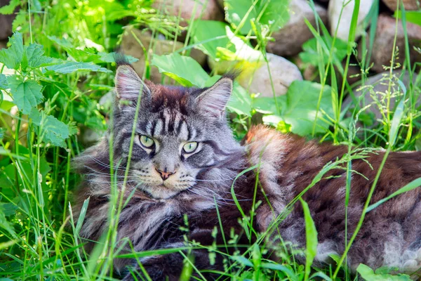 Gato Joven Está Acostado Hierba Verde Horizonalmente Verticalmente — Foto de Stock