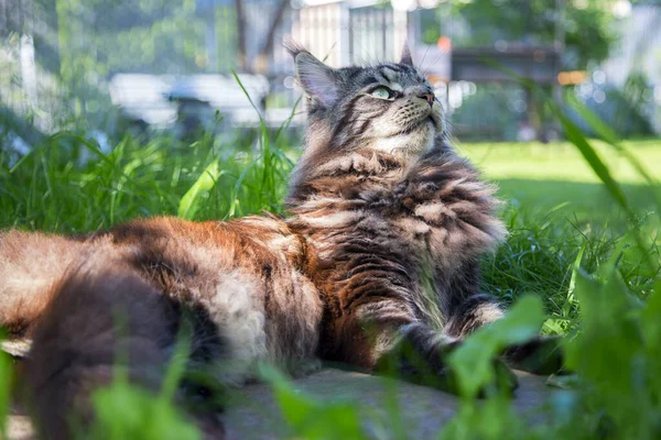 Zelené Trávě Leží Mladá Kočka Vodorovně — Stock fotografie