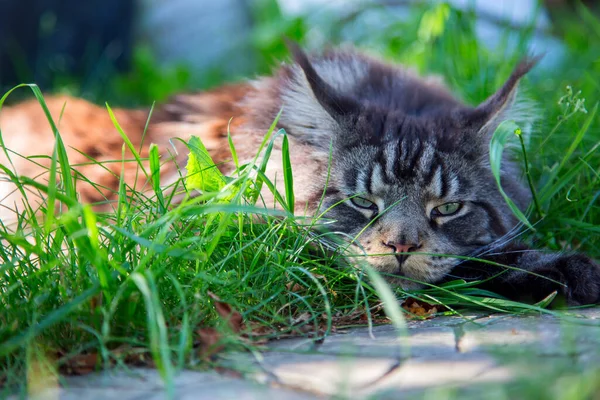 Young Cat Lying Green Grass Horizontally Vertically — Stock Photo, Image