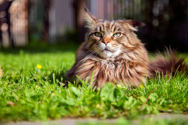 若い猫が緑の芝生の上に横になっています — ストック写真