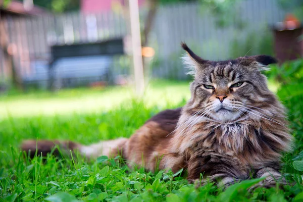 若い猫が緑の芝生の上に横になっています — ストック写真