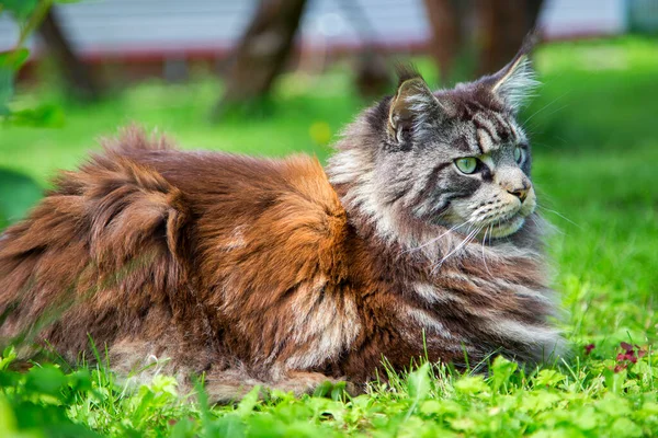 Egy Fiatal Macska Fekszik Zöld Füven Vízszintesen Függőlegesen — Stock Fotó