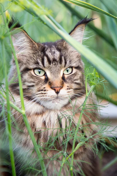 Katze sitzt im Gras — Stockfoto