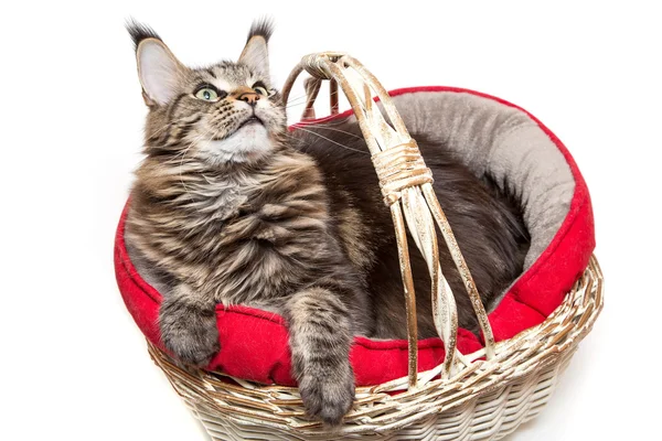 A Cat in a basket — Stock Photo, Image