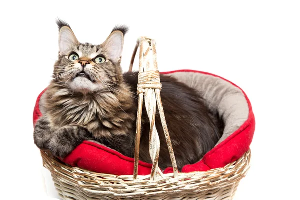 Cat in a basket — Stock Photo, Image