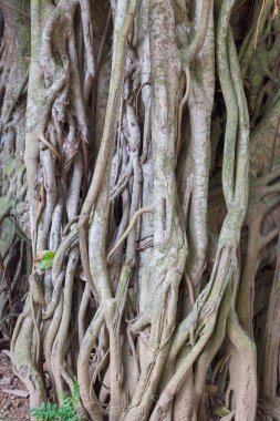 Bir ağaç gövdesinin parçası.