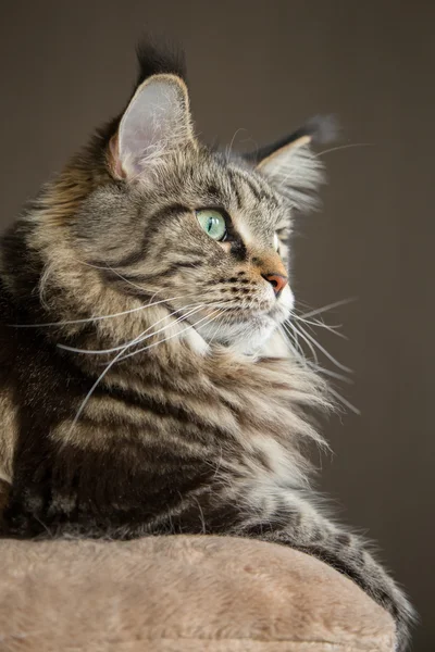 Retrato de gato verticalmente — Foto de Stock