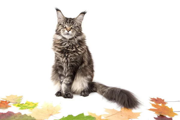 De kat is op Herfstbladeren — Stockfoto