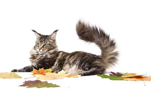 Cat lying on autumn leaves — Stock Photo, Image