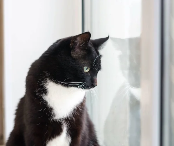 Gato Blanco Negro Con Hermosos Ojos Mascota Gato Está Ventana —  Fotos de Stock