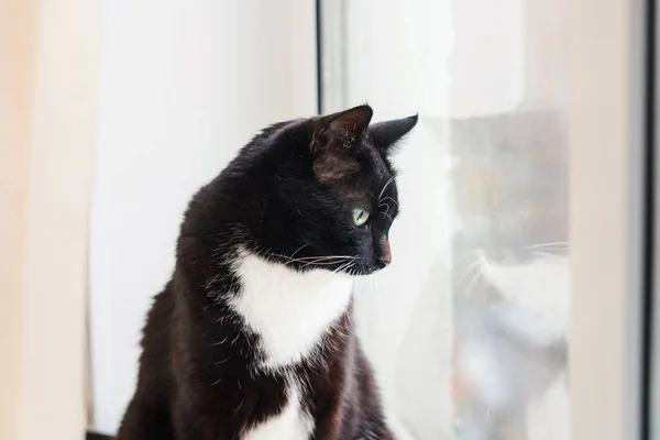 고양이와 고양이의 아름다운 고양이가 창문에 프로필 — 스톡 사진