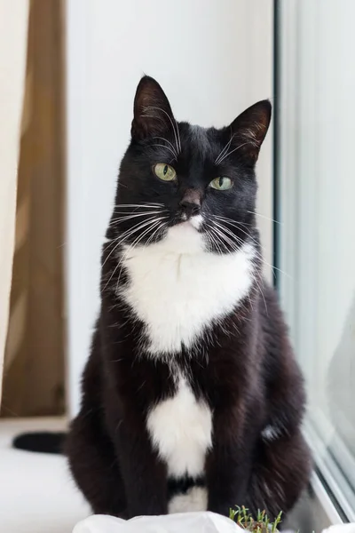 Gato Blanco Negro Con Hermosos Ojos Mascota Gato Está Ventana —  Fotos de Stock
