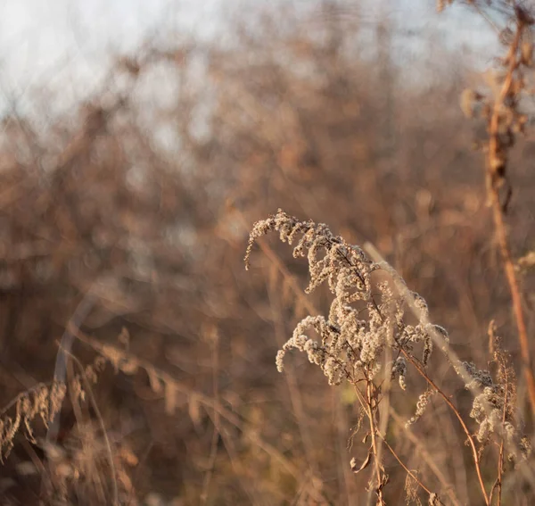 畑の中の花と草 野生の乾燥ハーブ 綺麗なぼかしの乾いた草 — ストック写真