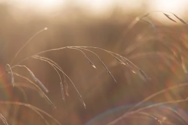 畑の中の花と草 野生の乾燥ハーブ 綺麗なぼかしの乾いた草 — ストック写真