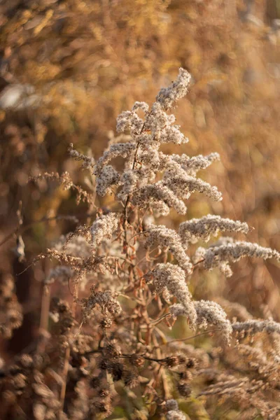 Flor Relva Campo Ervas Secas Selvagens Grama Seca Com Borrão — Fotografia de Stock