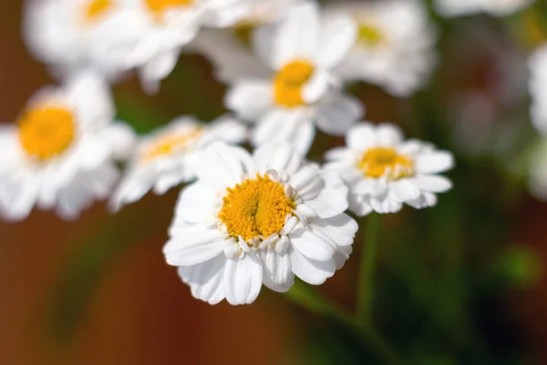 菊畑のデイジーの花束のクローズアップ カモミール菊のクローズアップ はがきのための白い美しいデイジー 漢方薬 煎じ薬 手のケア — ストック写真