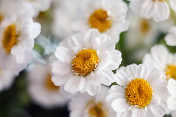 一束花的特写 菊花场的雏菊 甘菊菊花特写 白色美丽的雏菊为明信片 — 图库照片