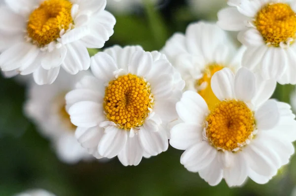 Nahaufnahme Eines Straußes Chrysanthemen Margeriten Kamille Chrysanthemen Aus Nächster Nähe — Stockfoto