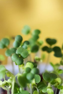 Mikro yeşil salata, sığ alan derinliğinde. Taze lahana salatası. Taze yeşiller.