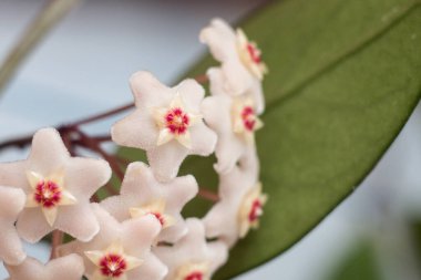 Ev çiçeği Hoya Carnosa, sığ tarlanın derinliği. Beyaz ve pembe Hoya çiçeklerini ya da porselen çiçekleri ya da balmumu bitkilerini kapatın. Koyu yeşil bir bitki ve hoş kokulu çiçekler. Hoya tombuldur..