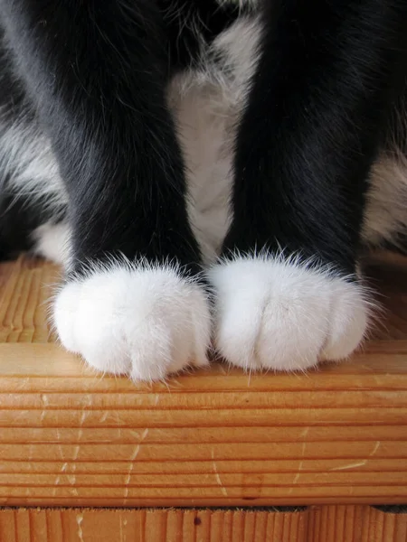 Patas Gato Cortando Las Garras Arañazos Gato —  Fotos de Stock