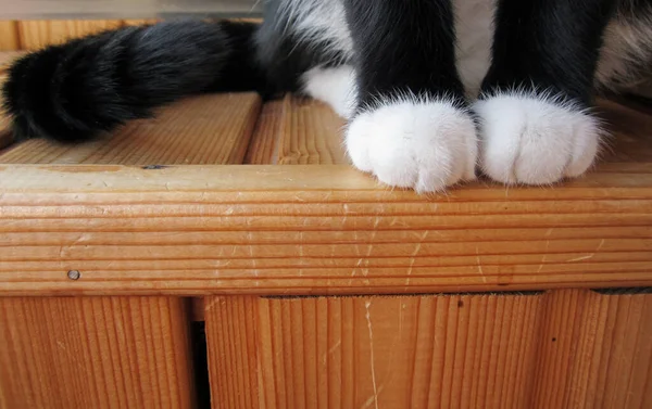 고양이 발톱이요 발톱잡기 고양이의 — 스톡 사진