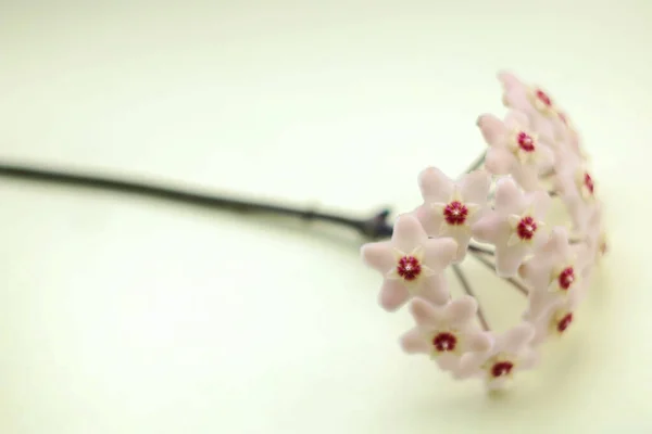 Strona Główna Kwiat Hoya Carnosa Płytkiej Głębi Pola Zbliżenie Białe — Zdjęcie stockowe