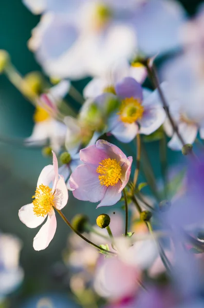 Japanische Anemone blüht im Garten, aus nächster Nähe. Anmerkung: flach — Stockfoto