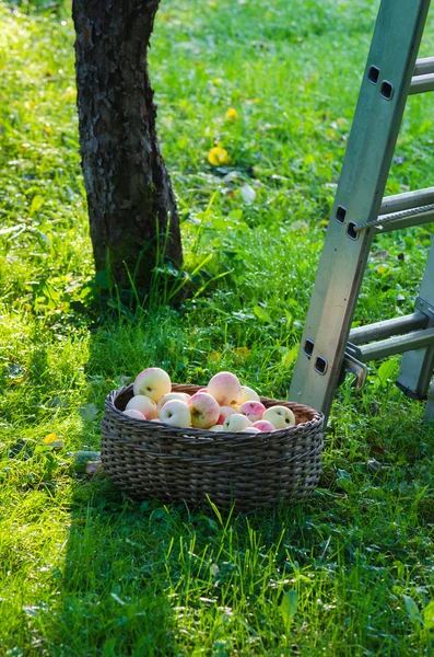 Una cesta llena de manzanas en el jardín — Foto de Stock