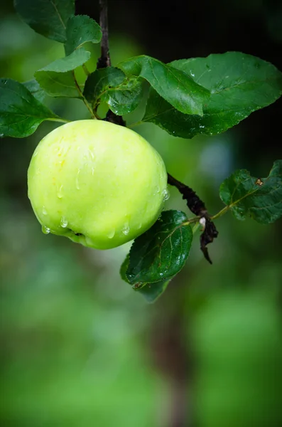 Elma bahçesinde bulunan yağmur damlaları — Stok fotoğraf