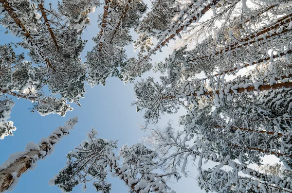 青空と霧氷に覆われた木のてっぺん — ストック写真