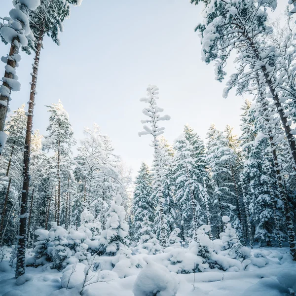 Árboles cubiertos de nieve de invierno. País de las maravillas —  Fotos de Stock