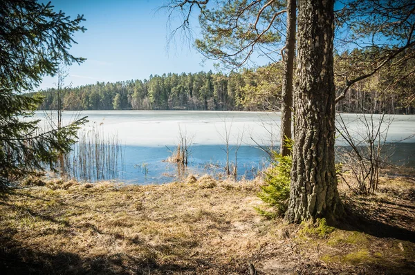 Paisagem de primavera no lago de madeira — Fotografia de Stock