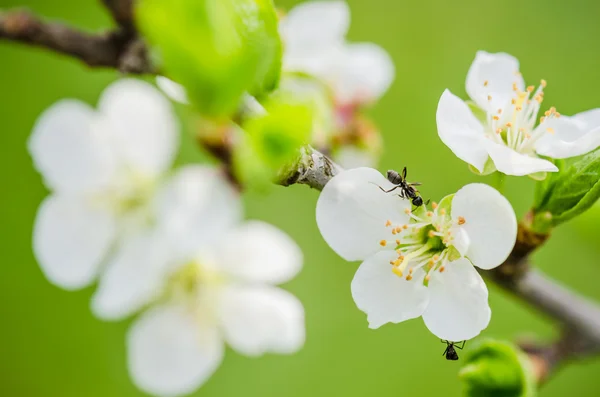 La formica corre su un ramo fiorito di prugna, un primo piano — Foto Stock