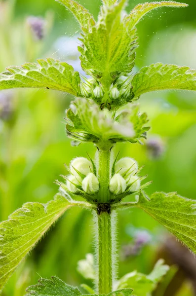 Blossoming nettle, close up — Stock Photo, Image