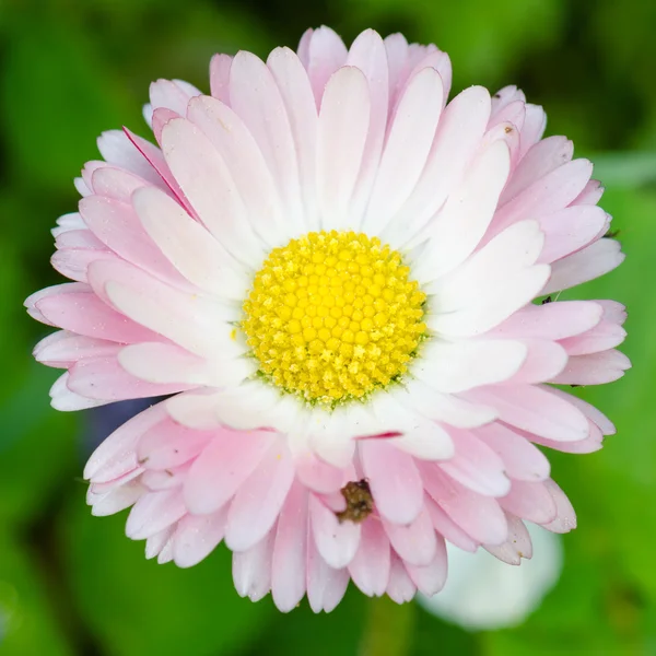 Flor de una Margarita, cerrar — Foto de Stock