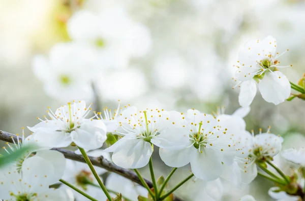 Blossoming branch of a cherry, close up — Stock Photo, Image