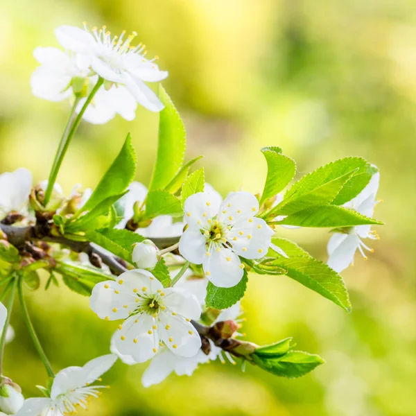Blommande gren av en cherry, närbild — Stockfoto