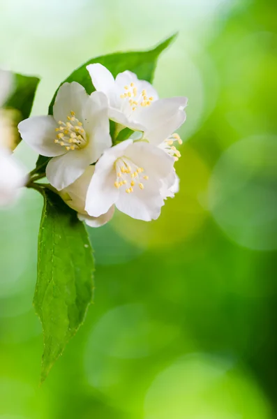 Schöne Blüten von Jasmin, aus nächster Nähe. — Stockfoto