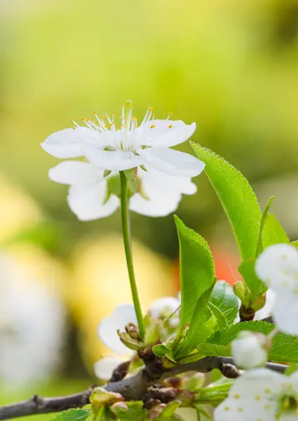 Filiale sbocciante di una ciliegia, primi piani — Foto Stock