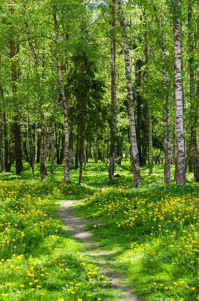 El camino que lleva a bosque de la primavera — Foto de Stock