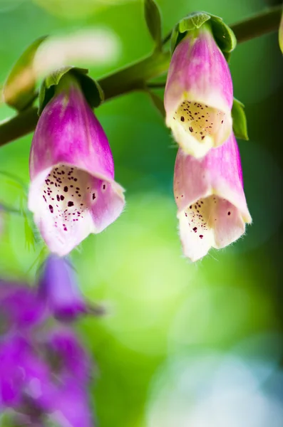 Hermosas flores morado Foxglove — Foto de Stock