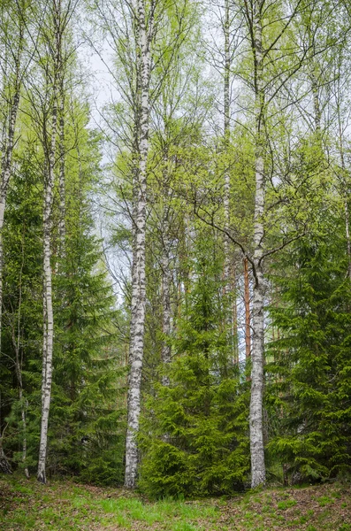 Vårskog med björkar och granar — Stockfoto