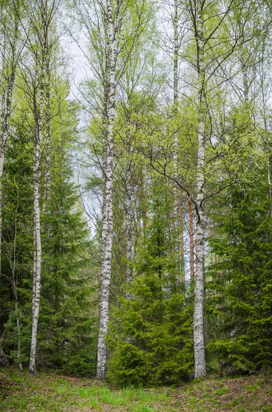 Весенний лес с березами и хрящами — стоковое фото