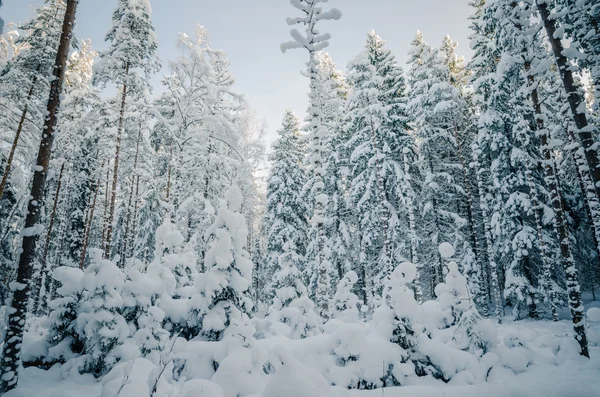 Schnee bedeckte Bäume im Winter. Winterwunderland — Stockfoto