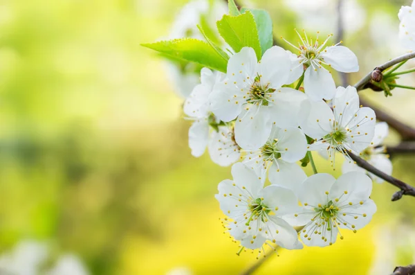 Blossoming branch of a cherry, close up — Stok Foto