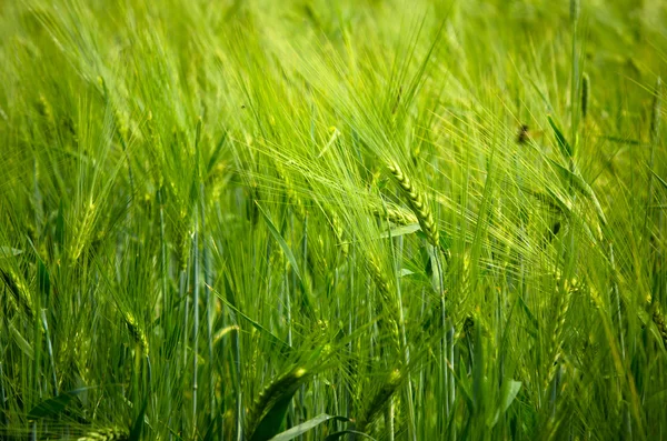 Mladá pšenice na zemědělské půdě — Stock fotografie